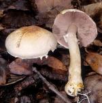 Agaricus semotus - Fungi Species | sokos jishebi | სოკოს ჯიშები